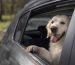 Cum scapi de mirosul de animale din mașină